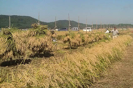 米の刈り取り自然乾燥